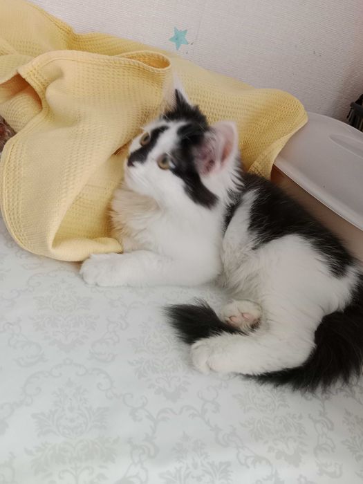 Котик 3 месяца ласковая девочка.