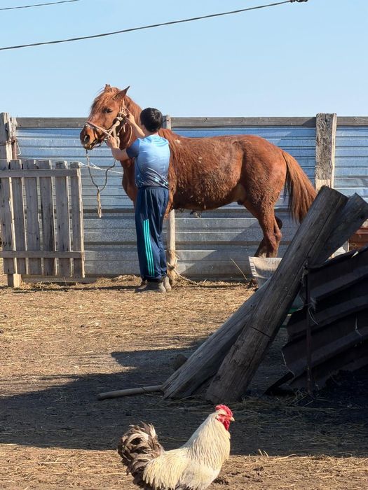 7 летка конь  красный