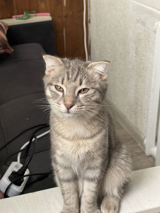 Кот котенок мальчик в самые любящие руки