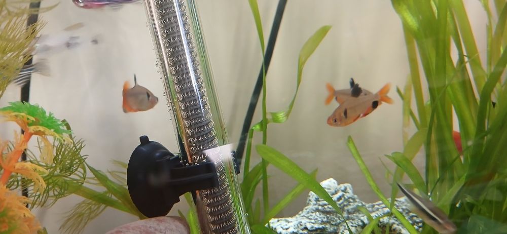 Продаю аквариумных рыбок