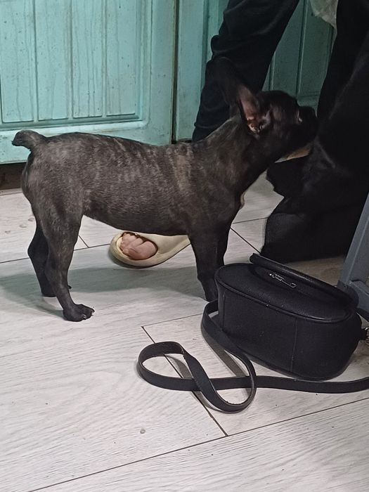 Продам девочку французского бульдога