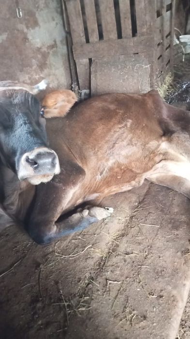 Вынужденый забой