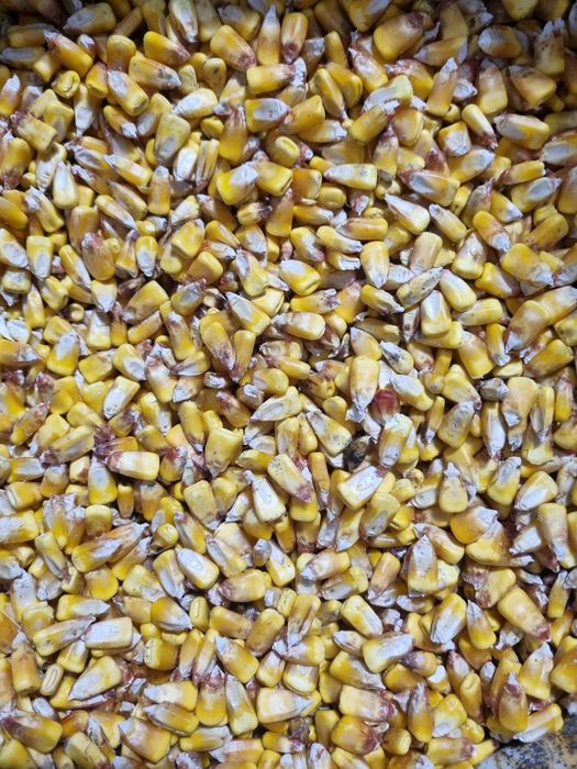 Porumb  boabe Dekalb