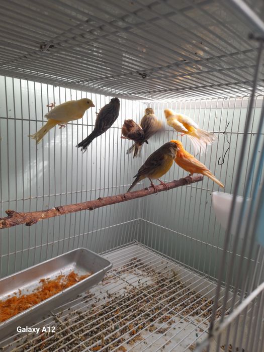 Хар хил рангли канарейкалар сотилади.