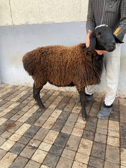 Qassob xizmati sog'lom dashda boqilga qoyla kilosiga 140 somda