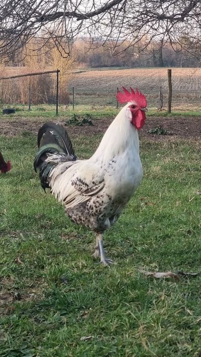 Брезе 4 цвята -Синьо ,бяло златна сьомга и сребърно-свободни яйца  кра