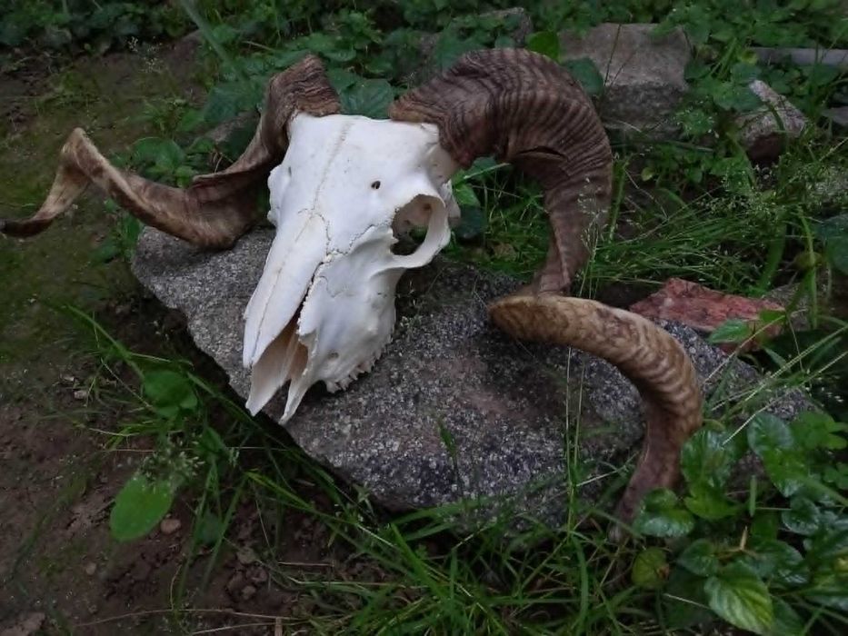 trofeu-trofee-craniu-coarne de berbec rock gothic
