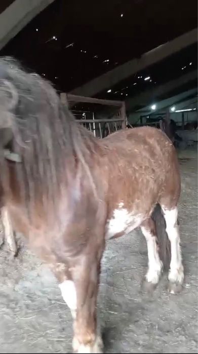 Продам жеребца полутяж