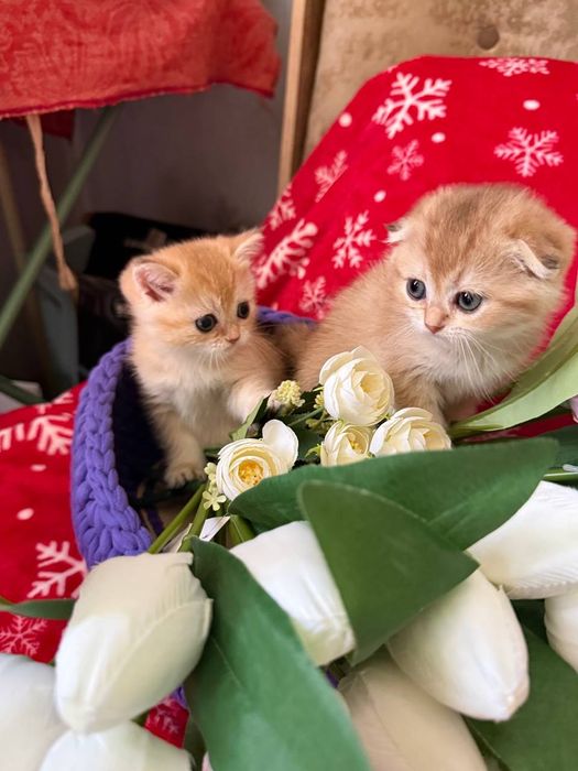 Продам котят. Породы золотая шиншилла