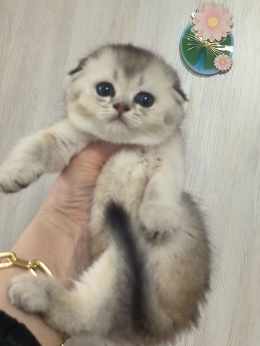 Продаются шикарные котята