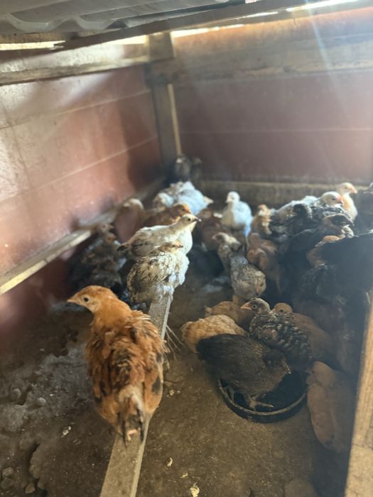 Балапандар сатылады