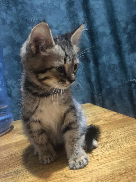 котята 2 мес в хорошие руки