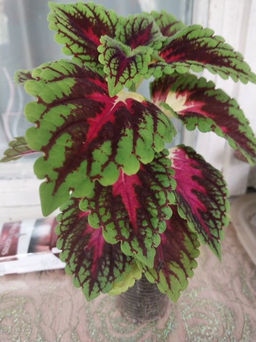 Комнатные цветы.