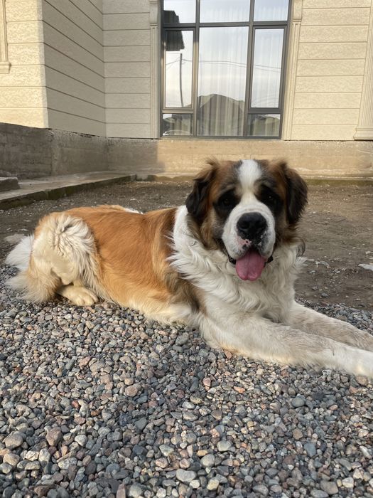 Московская сторожевая 2 года, только в хорошие руки