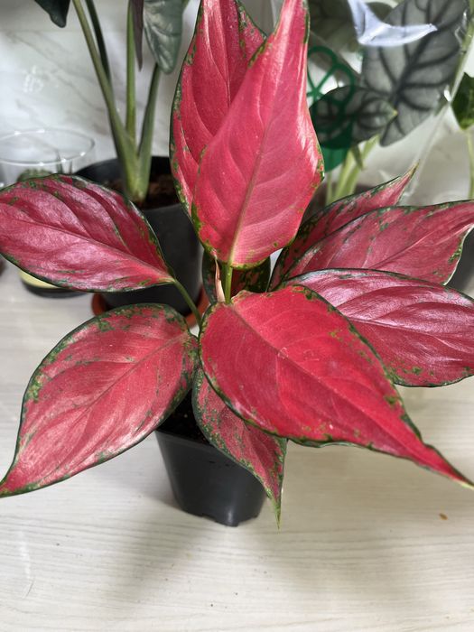 Комнатные растения