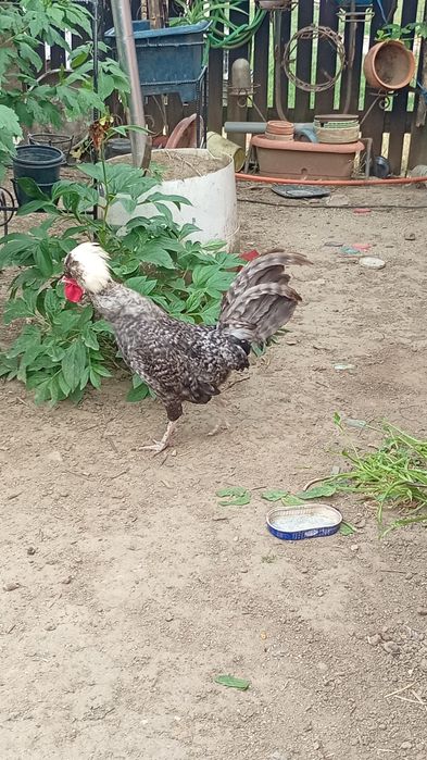 Vând găini moțate olandeze