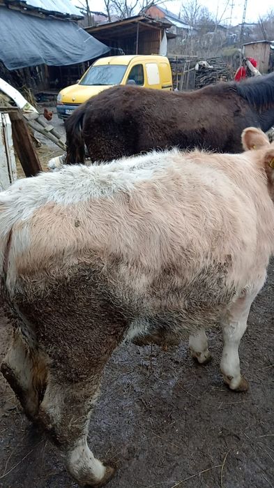 Vițică tânără...