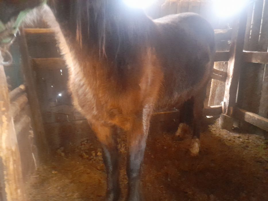 Кобыла жирная сирак 200