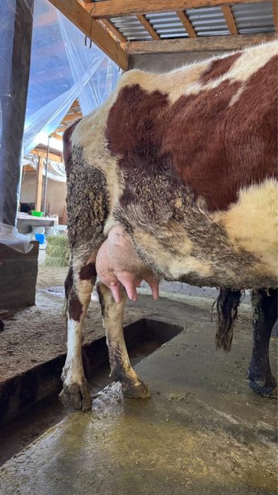 Сиырлар сатылады