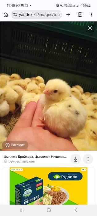 Бройлеры суточные Кобб 500, цыплята бройлеры