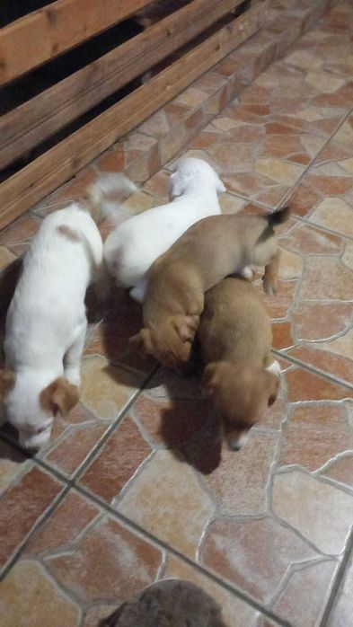 Джак Ръсел Териер