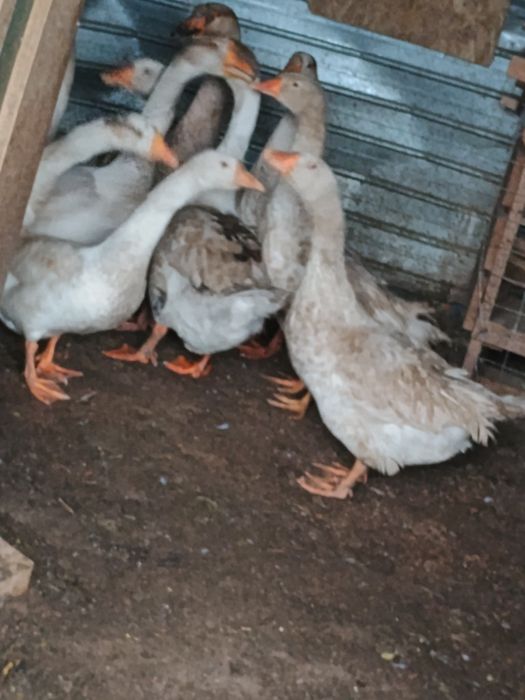 Gâscani tineri    din vară