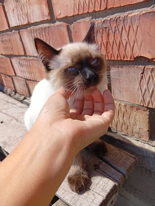 Отдам сиамского котенка в добрые руки