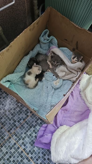 Отдам в добрые руки. Котят.