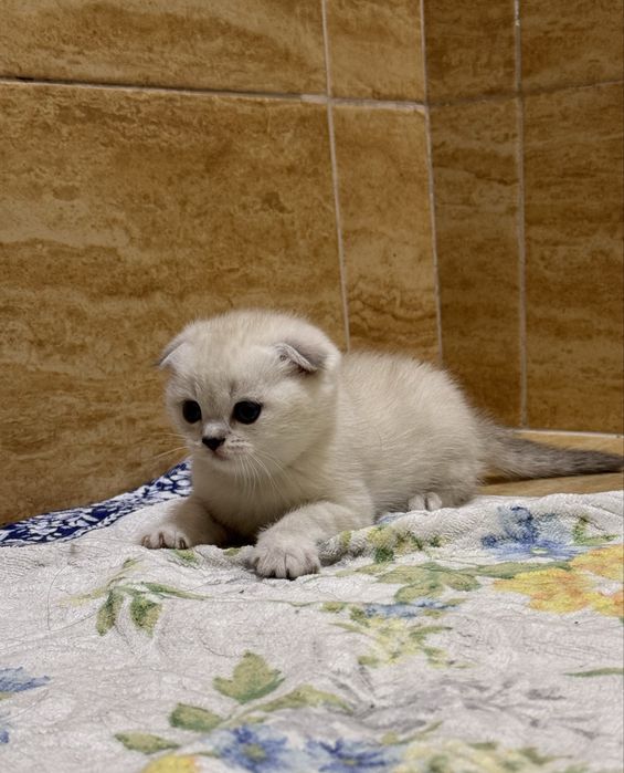 Скоттиш фолд и Скоттиш страйт