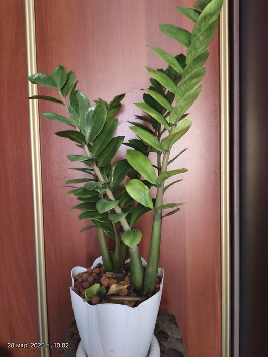 Доллоровое дерево