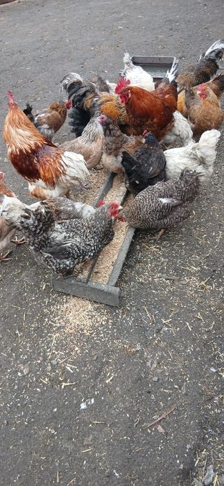 Продам петухов. .