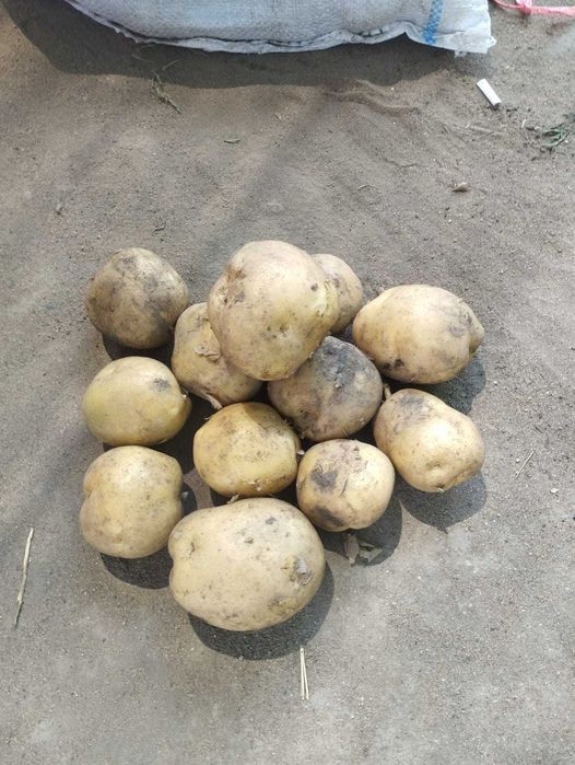 Продам Картофель оптом