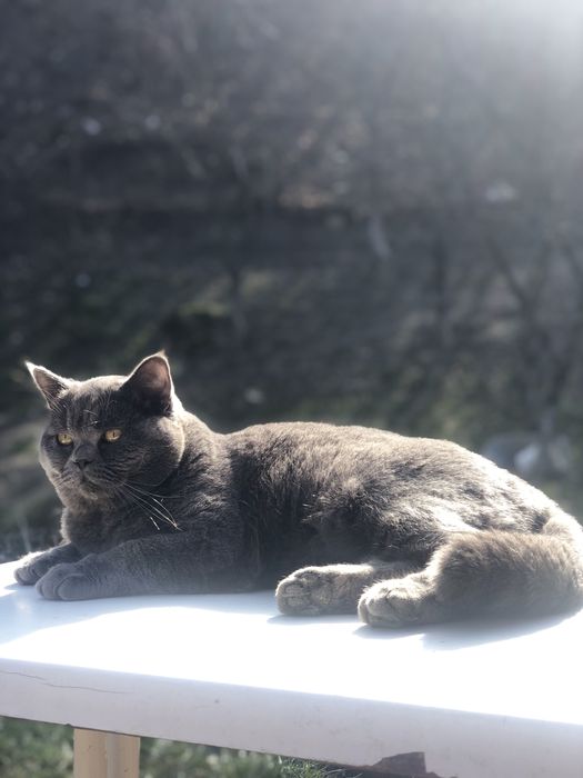 Motan British Shorthair