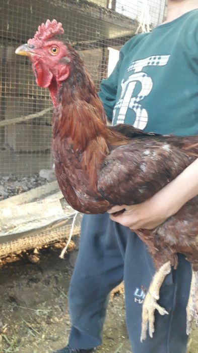 Хуроз сотилади 150 мингдан