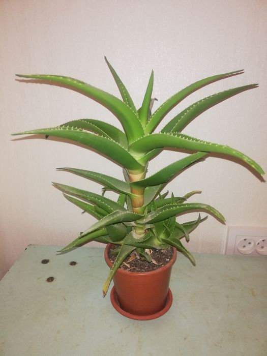 Алоэ лечебное комнатное