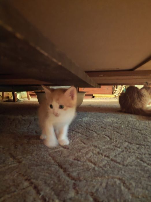 Отдаем бесплатно котят!