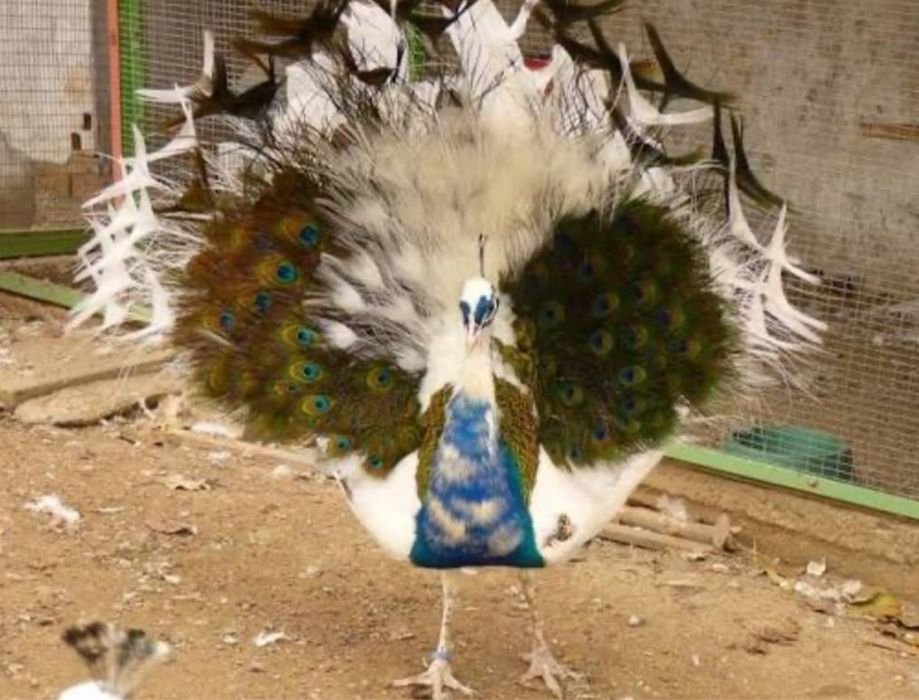 Павлины арлекин самые шикарные  павлин таус