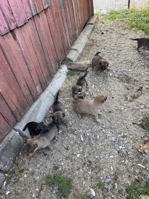 Catei - pentru adoptie