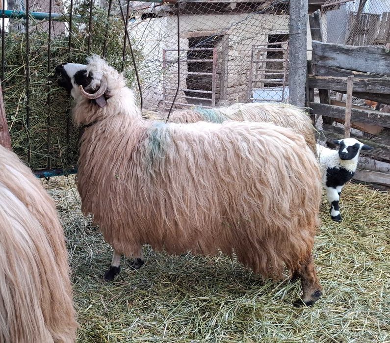 Strămioară disponibilă