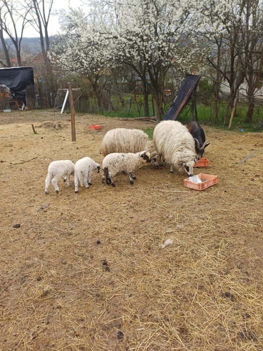 Vand oi cu s au fara miei