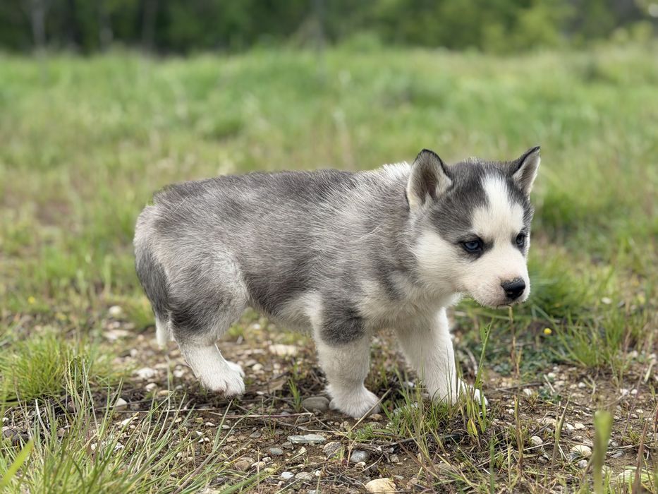 Femela husky siberian!