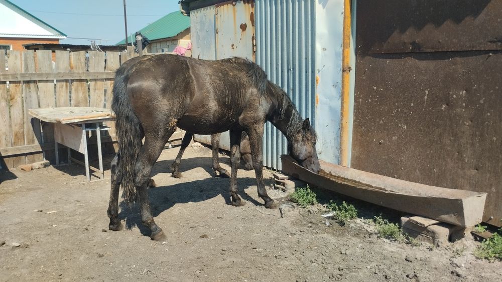 Продам тай стоит на откорме