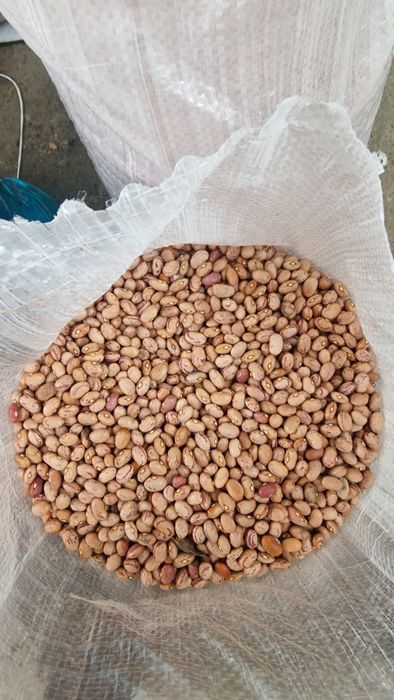 Fasole pestriță România 10kg