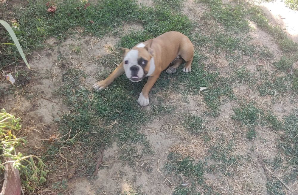 Френски   булдог