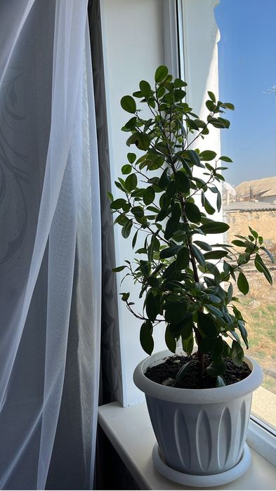 Комнатные растение