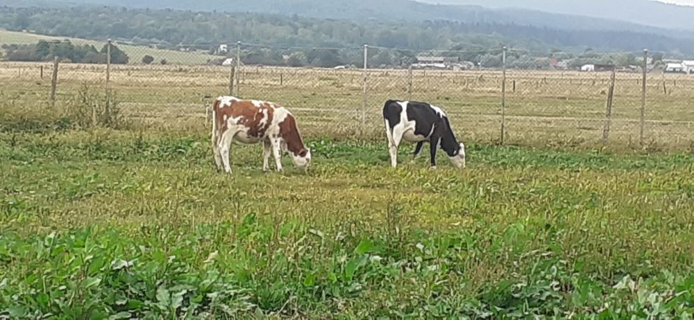 Balțată Românească 4750bucata