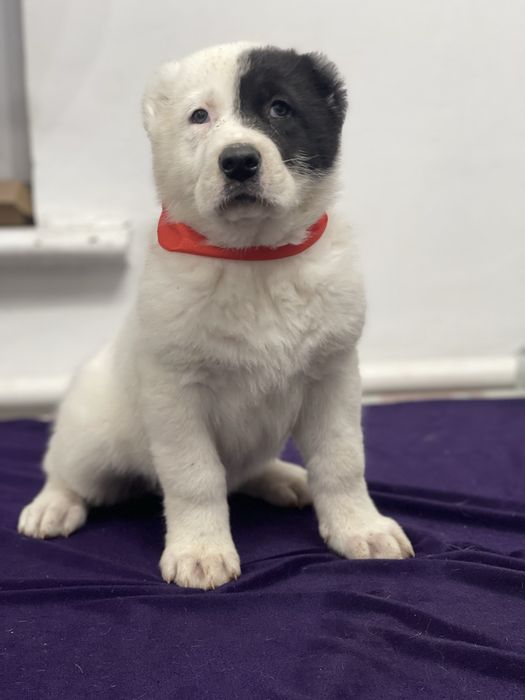 Продам шикарных малышек алабайчиков