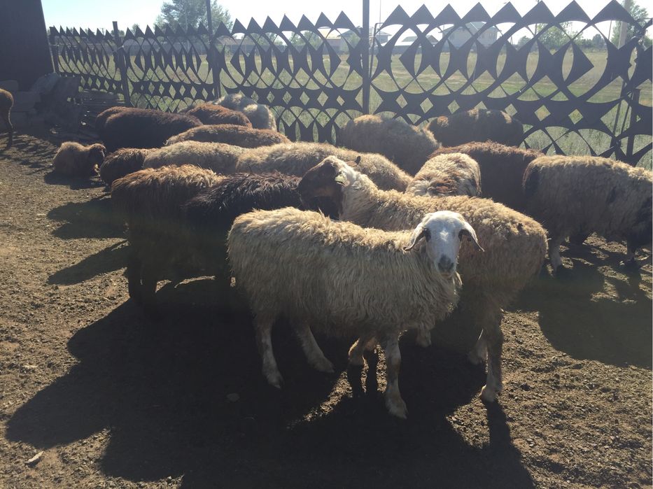 Бараны от 55000 в учхозе