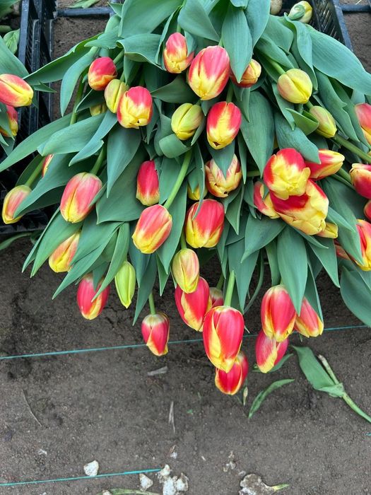 Цветы тюльпаны предзаказ