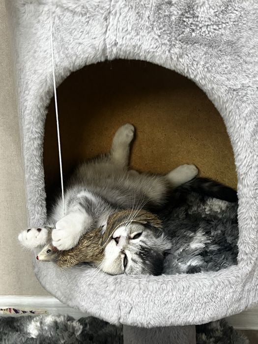 СКОТИШ ФОЛД! Мальчик ! Низкая цена